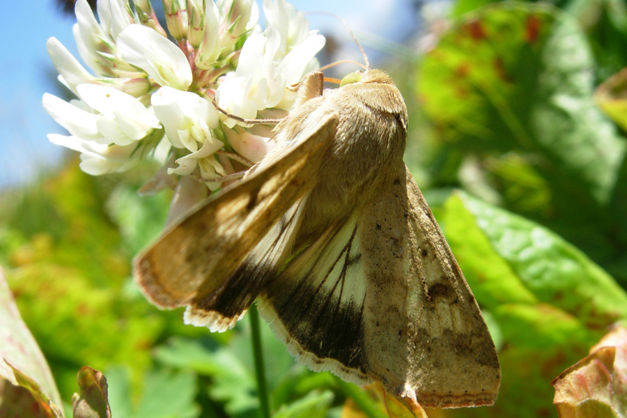 Helicoverpa armigera